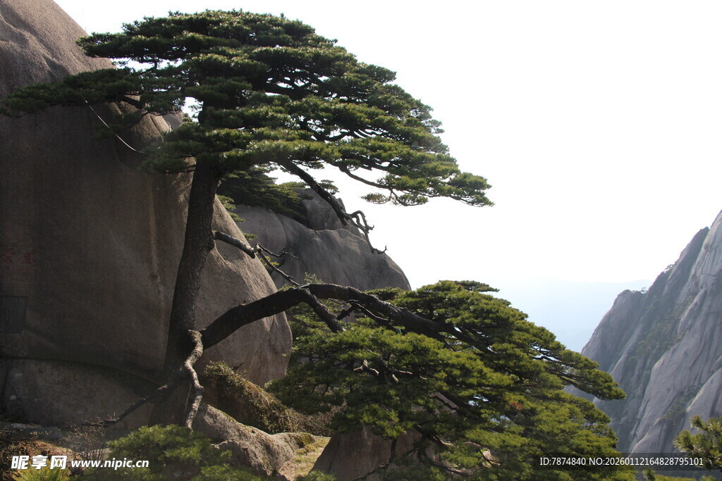 黄山奇松傲立绝壁