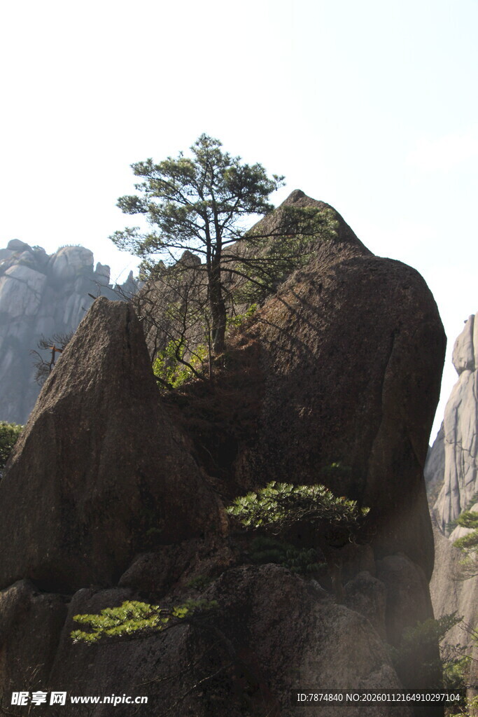 孤松傲立岩石间