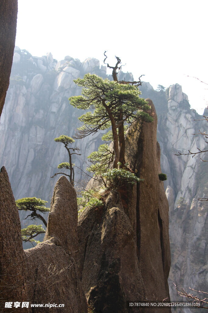 悬崖孤松傲立奇景