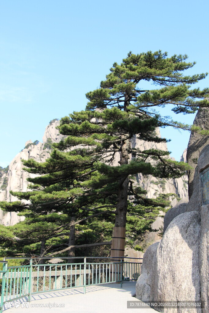 黄山奇松屹立于山石间