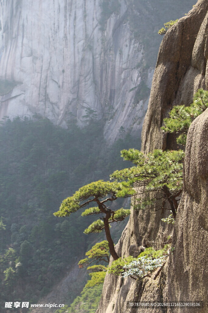 悬崖峭壁上的顽强松树