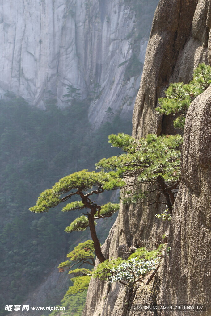 悬崖上顽强生长的松树