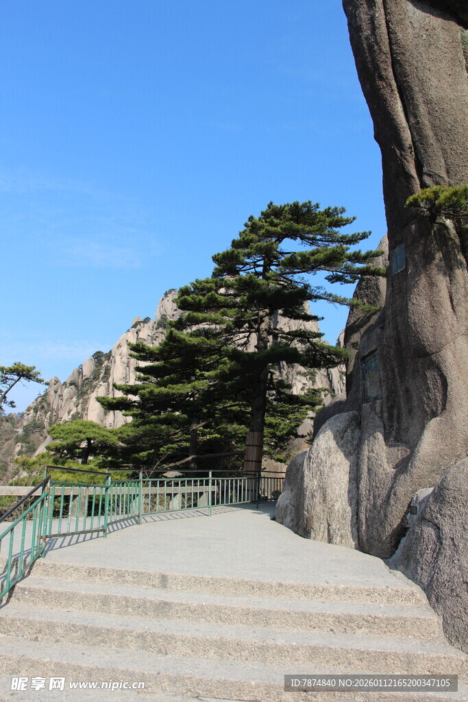 黄山石阶旁的挺拔松树