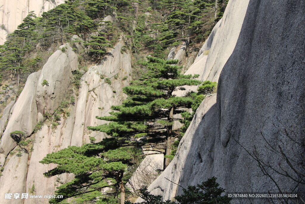 悬崖峭壁上的翠绿松树