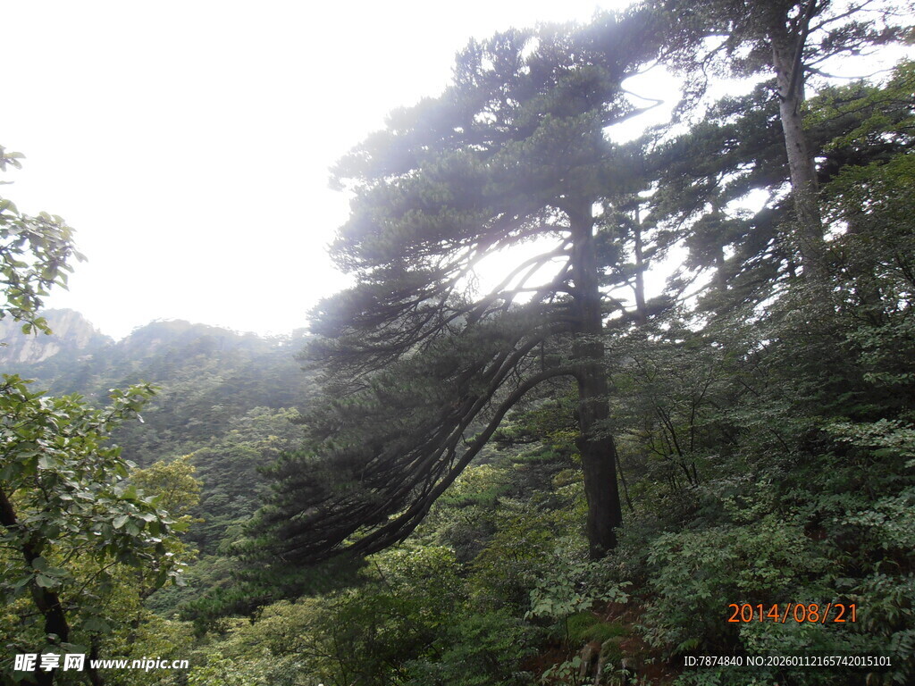 山林间的繁茂树木景观