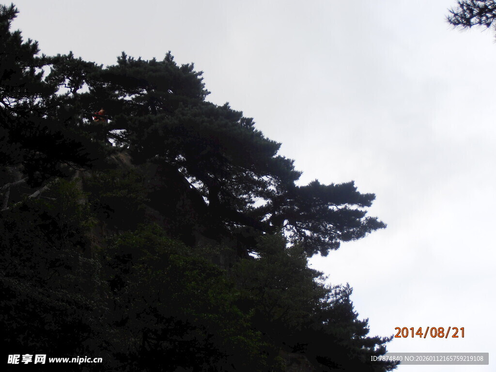 山林树梢与天空景象