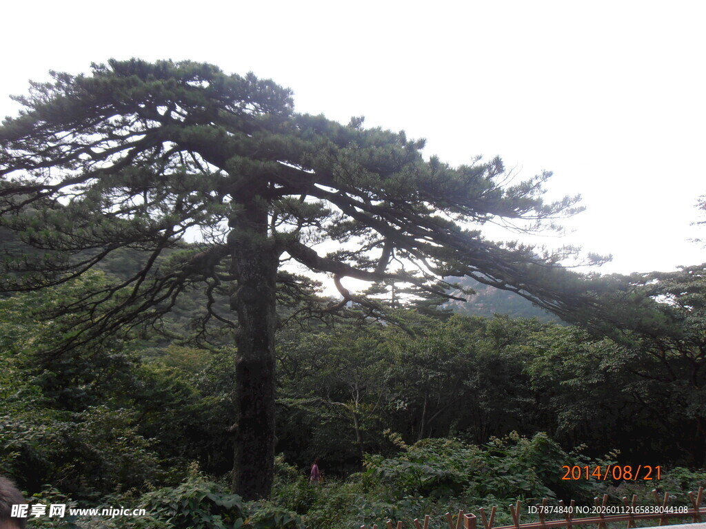 山林中的挺拔松树