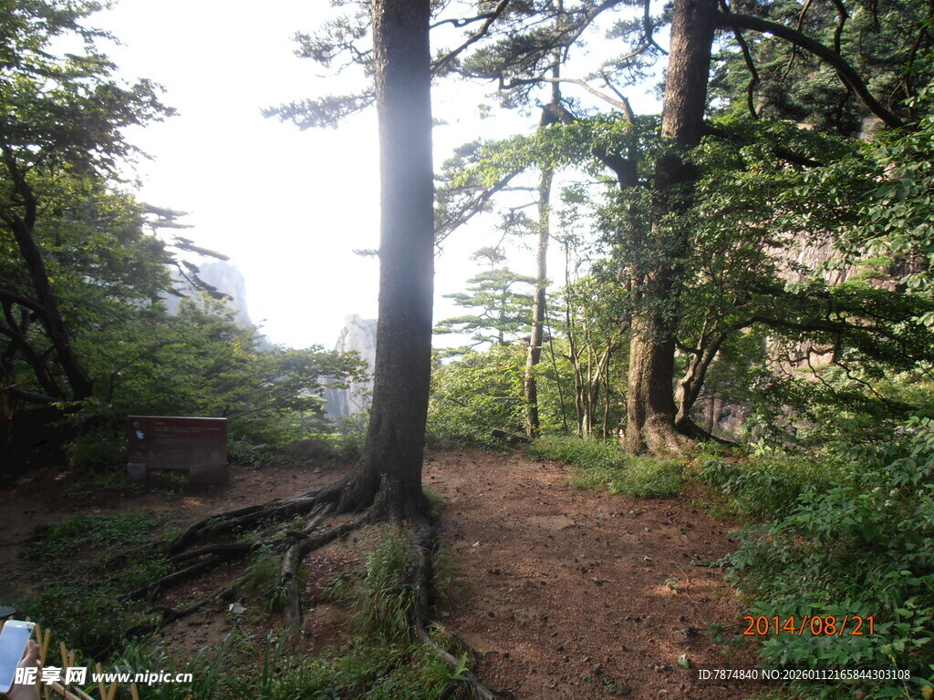 林间小径 阳光洒落的静谧处