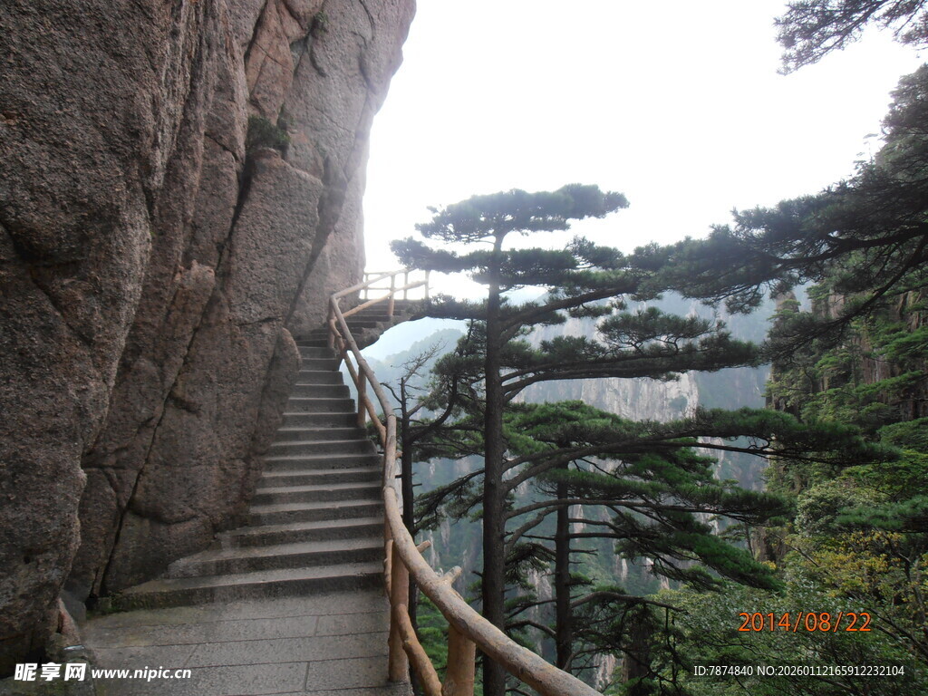 山间栈道旁的挺拔松树