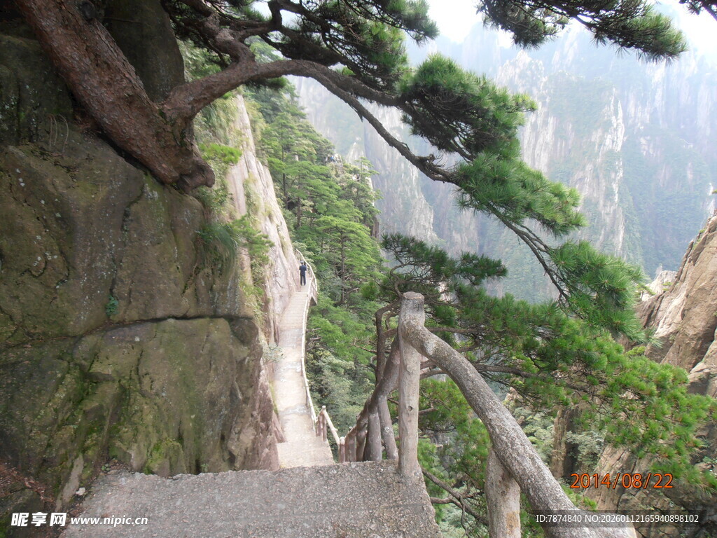 黄山峭壁上的苍松