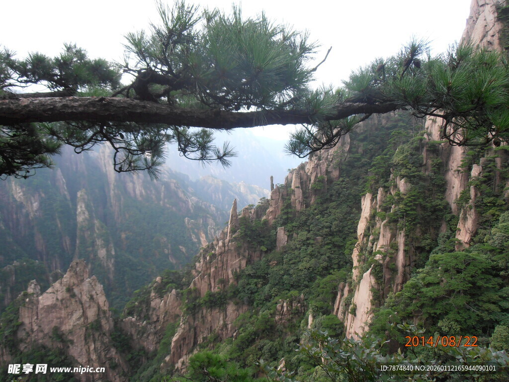 黄山奇峰上的苍松美景