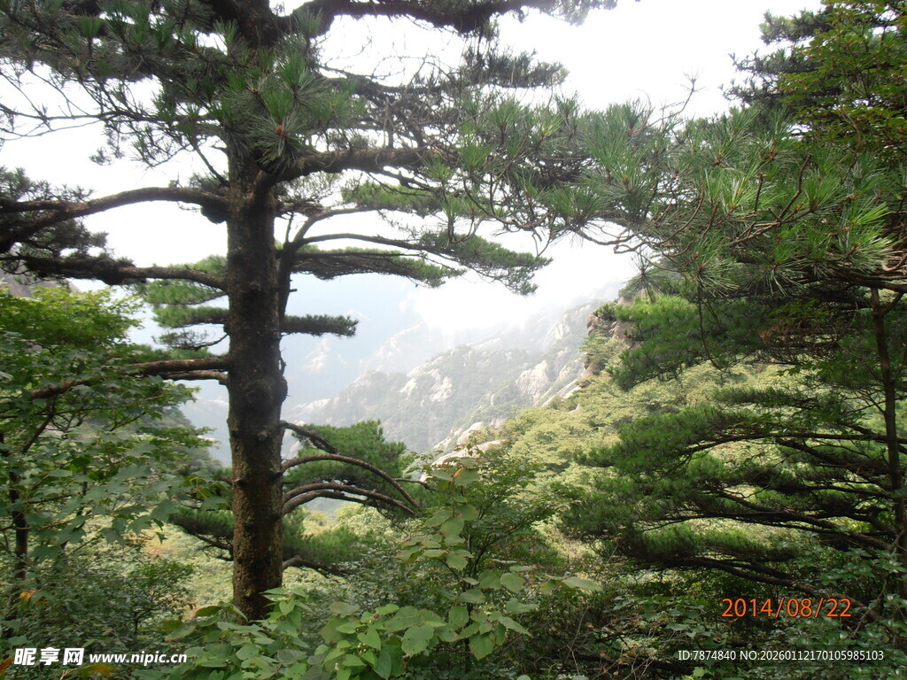 山林中的挺拔树木