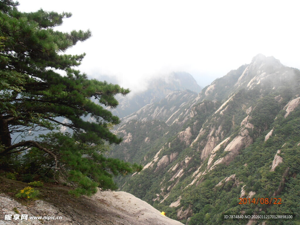 黄山奇峰旁的挺拔松树