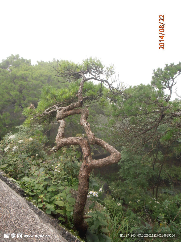 路边奇特扭曲的树木