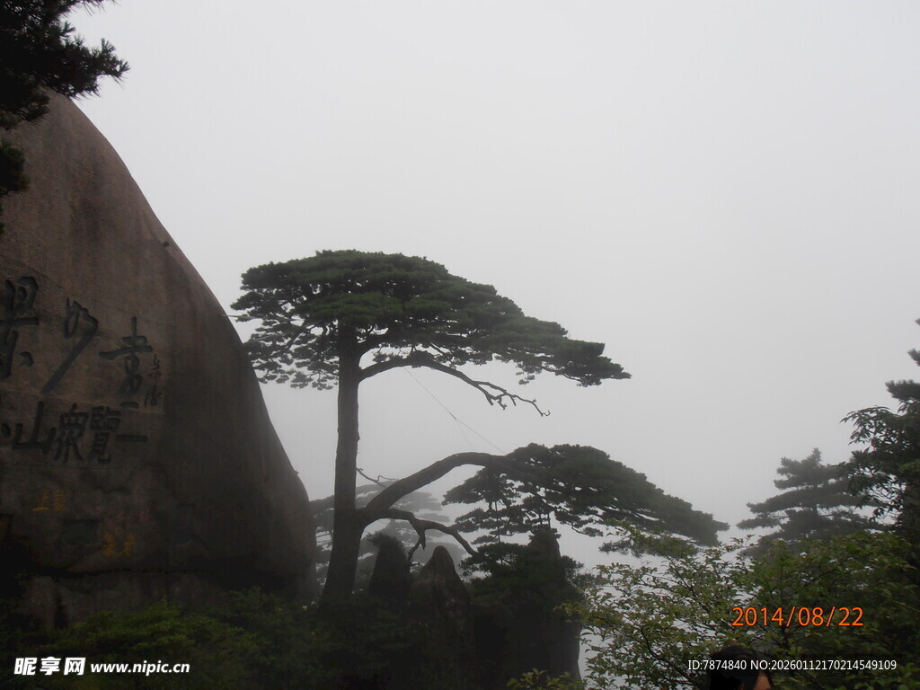 山间挺立的苍松