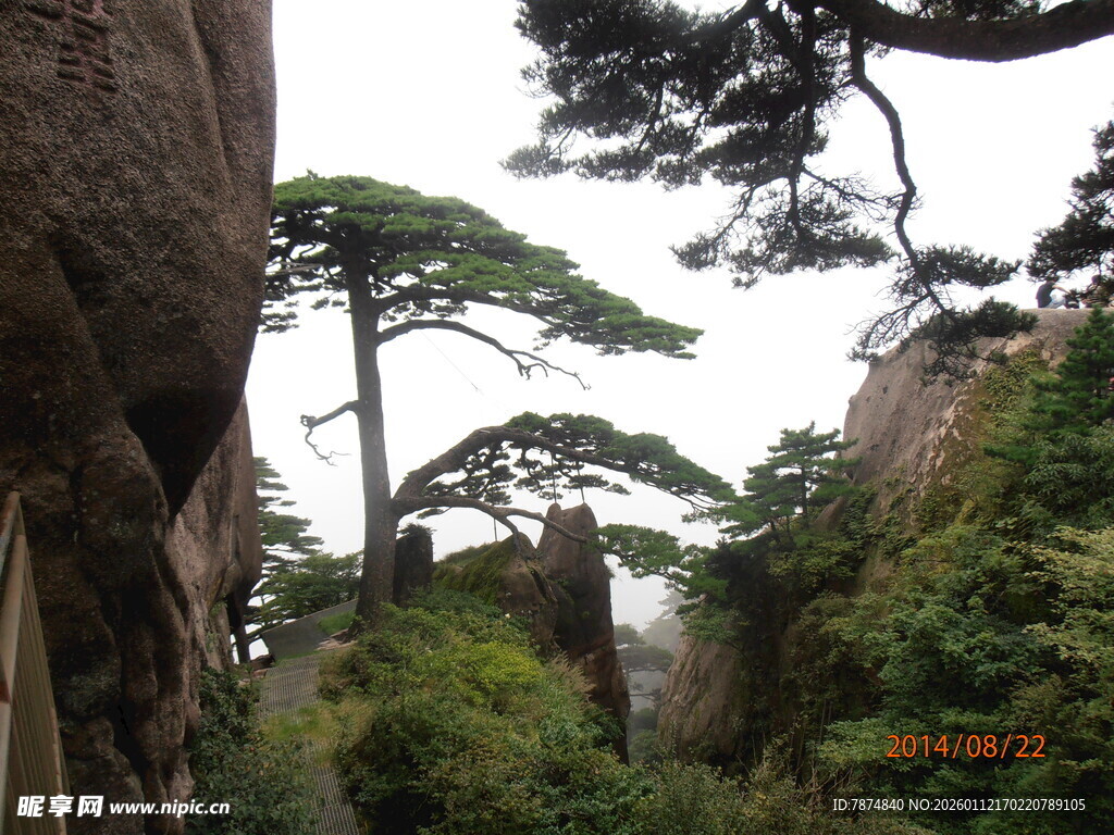 黄山奇峰间的挺拔松树