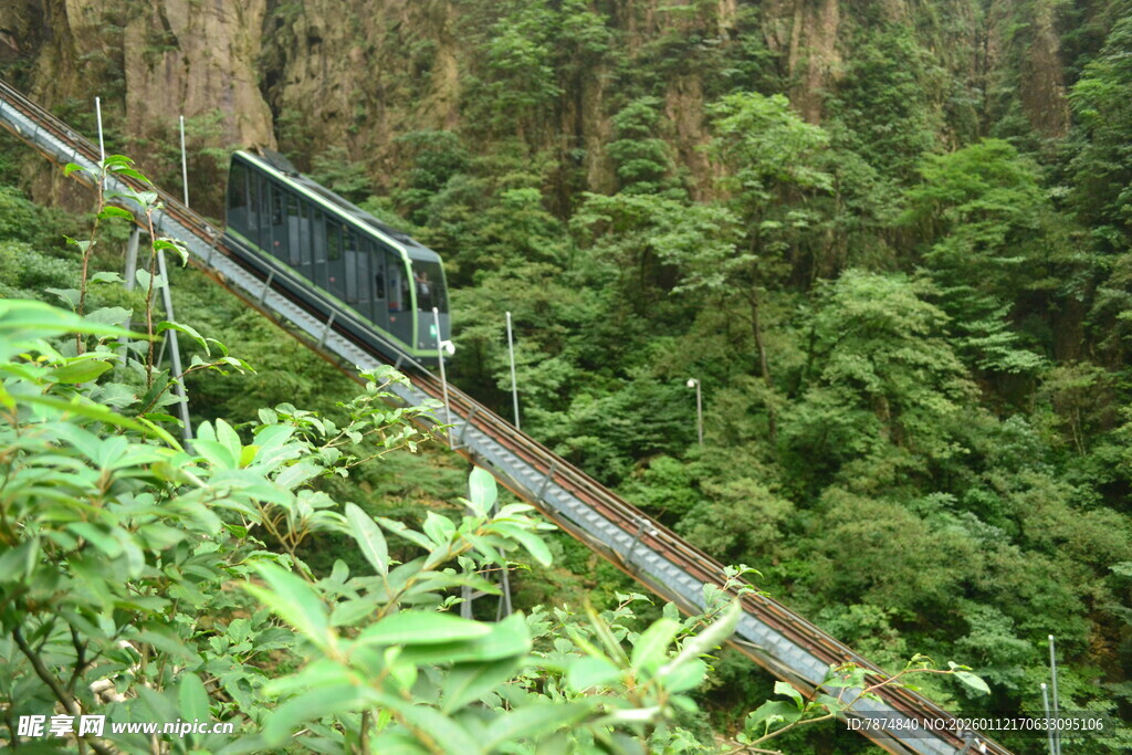 丛林中的铁路轨道