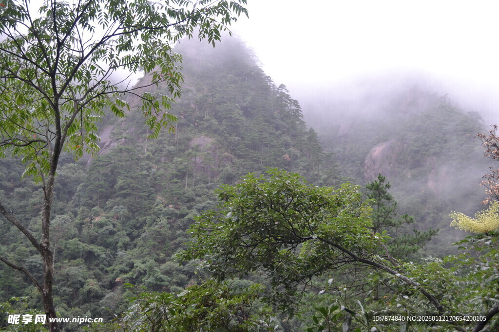 云雾缭绕的山林美景