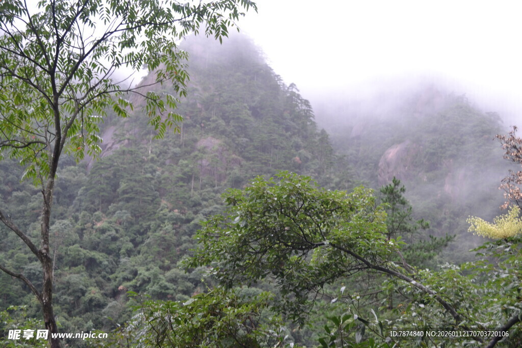云雾缭绕的山林美景