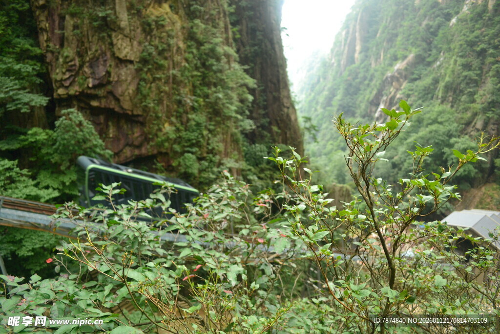 山林间的长椅与繁茂植被