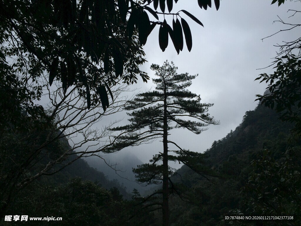 山间孤树 隐于雾霭之间