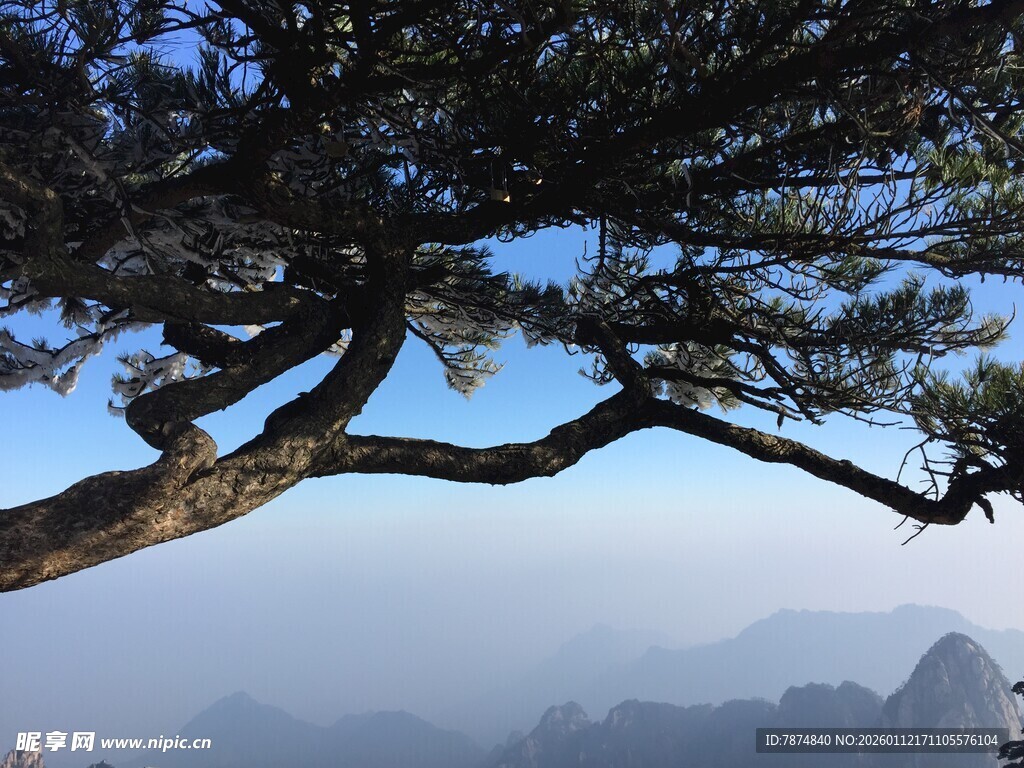 黄山奇松俯瞰壮丽山景