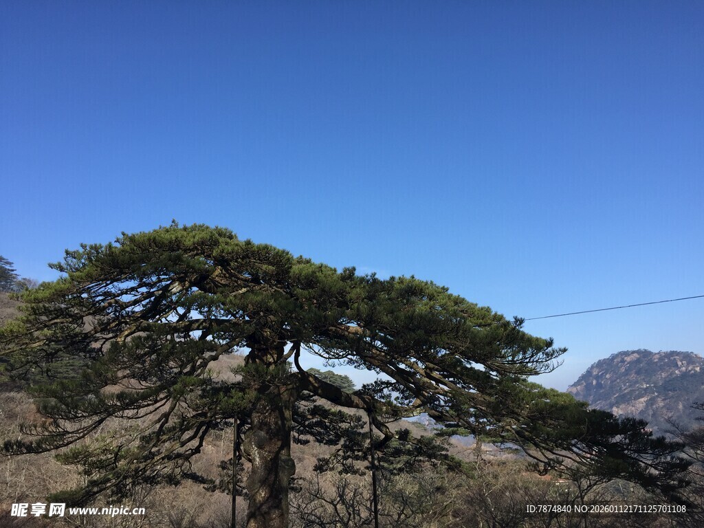 高山上的挺拔松树