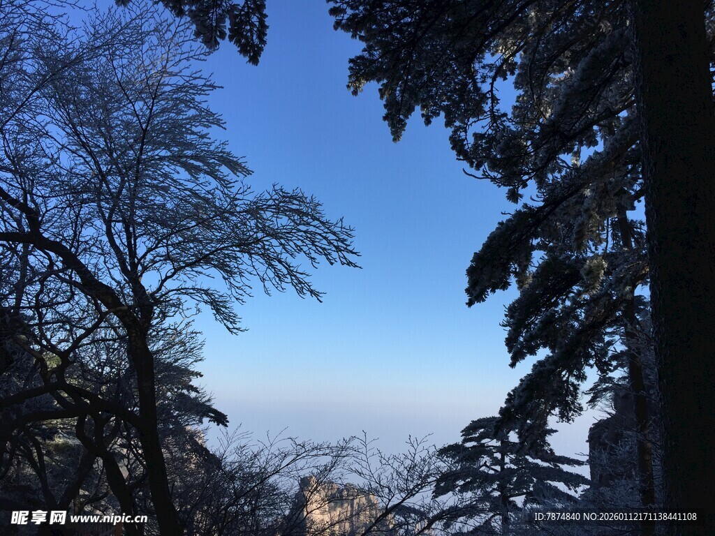 冬日林间蓝天景致