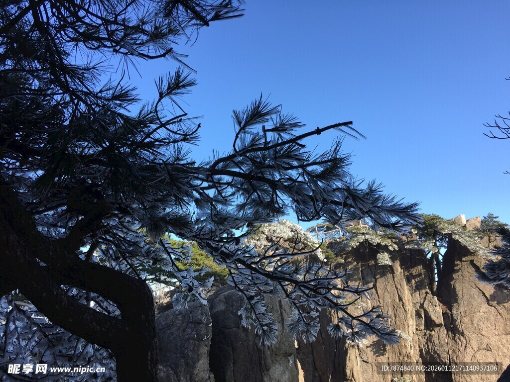 悬崖边苍松傲立