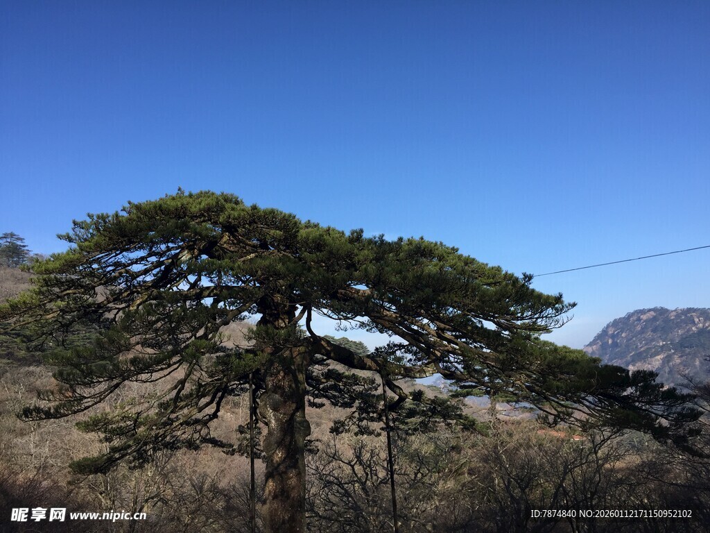 山顶孤松
