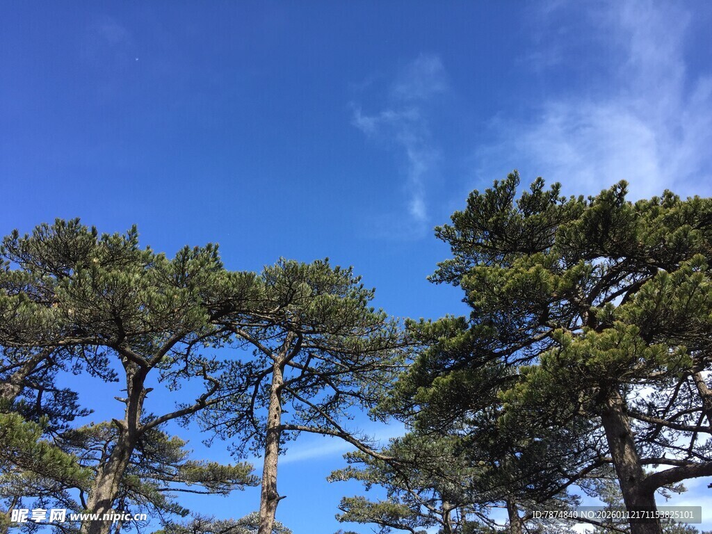 蓝天之下的葱郁松树