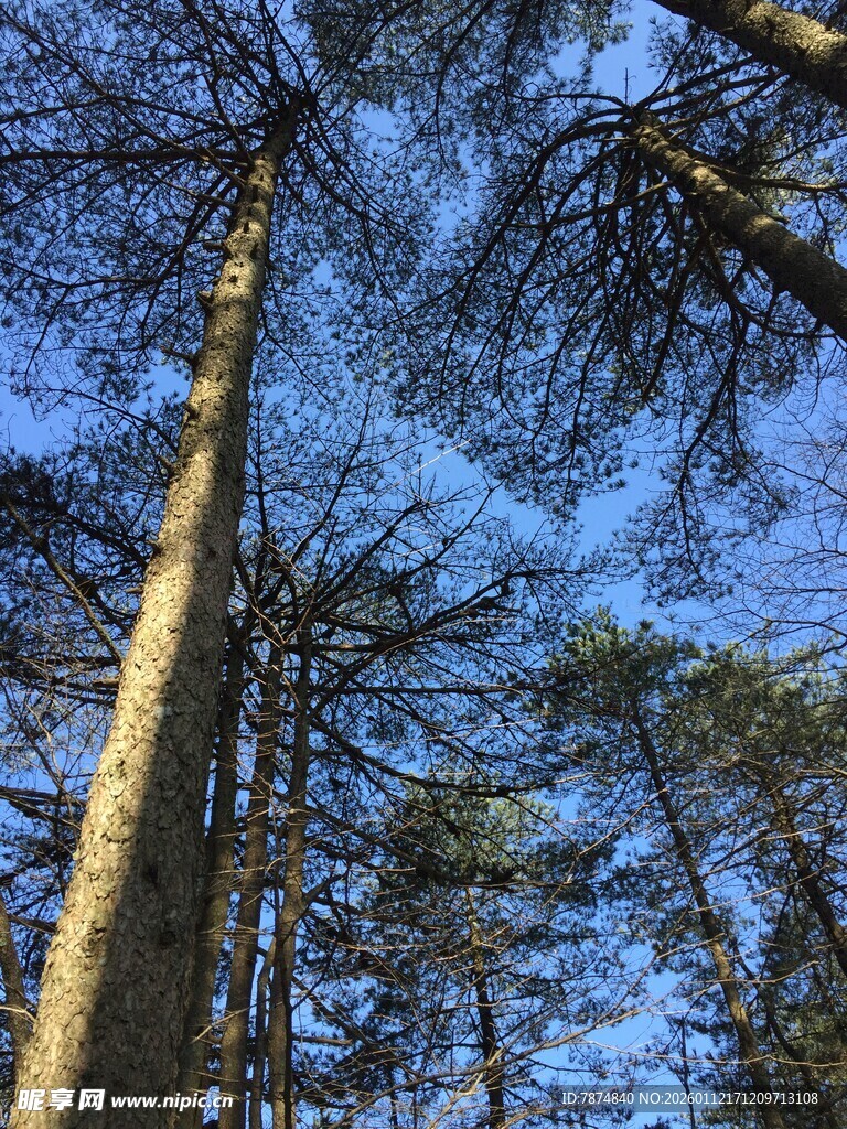 仰望挺拔的松林
