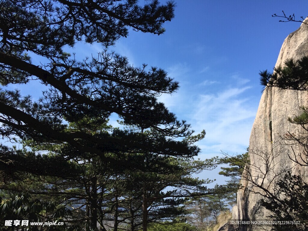 峭壁旁的松林景观