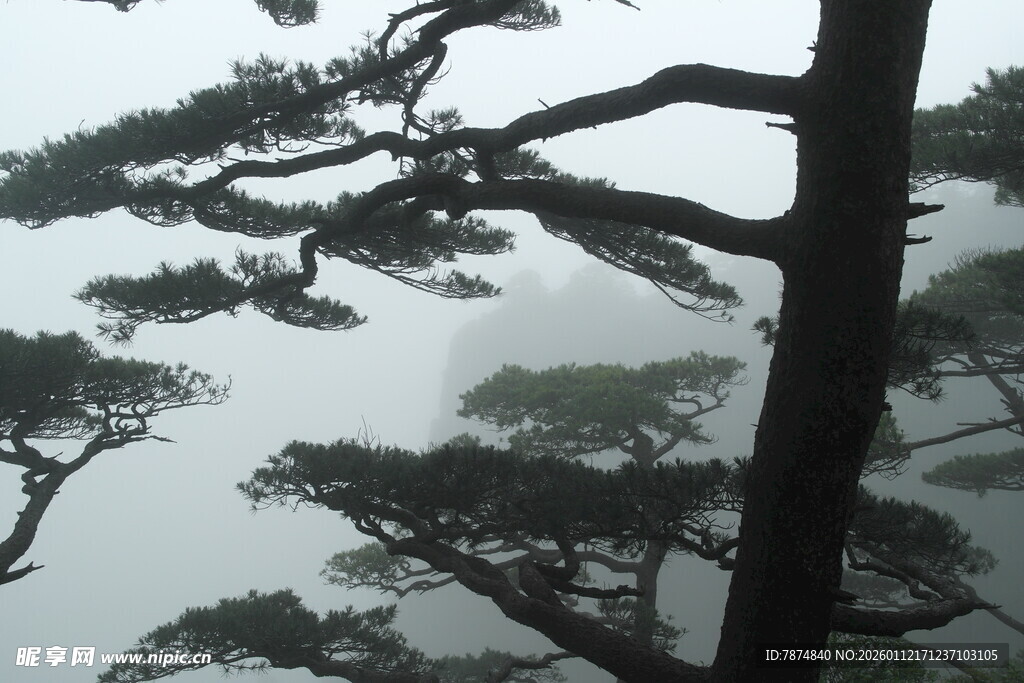 云雾中的苍劲松树