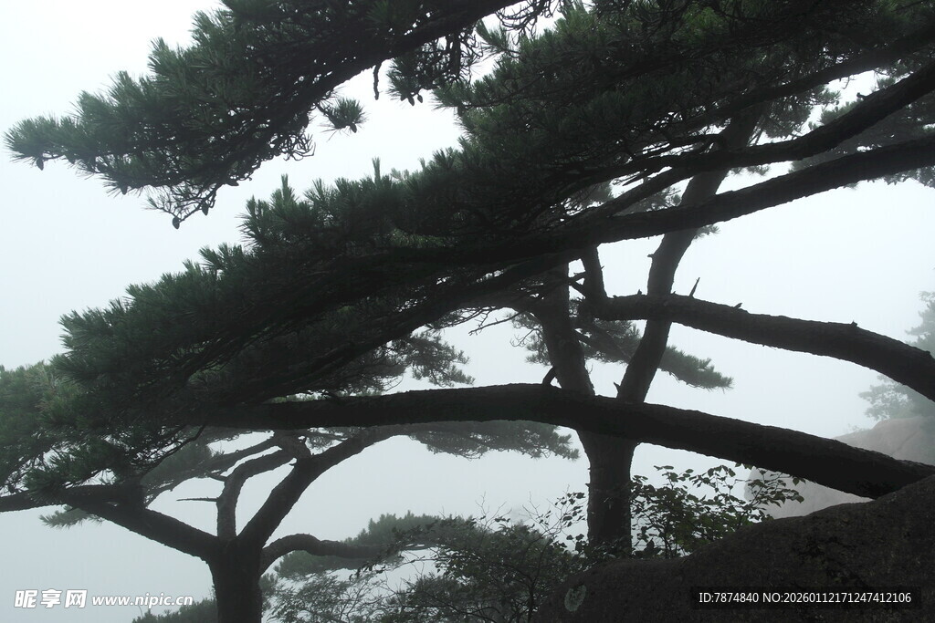 云雾中挺拔的苍松