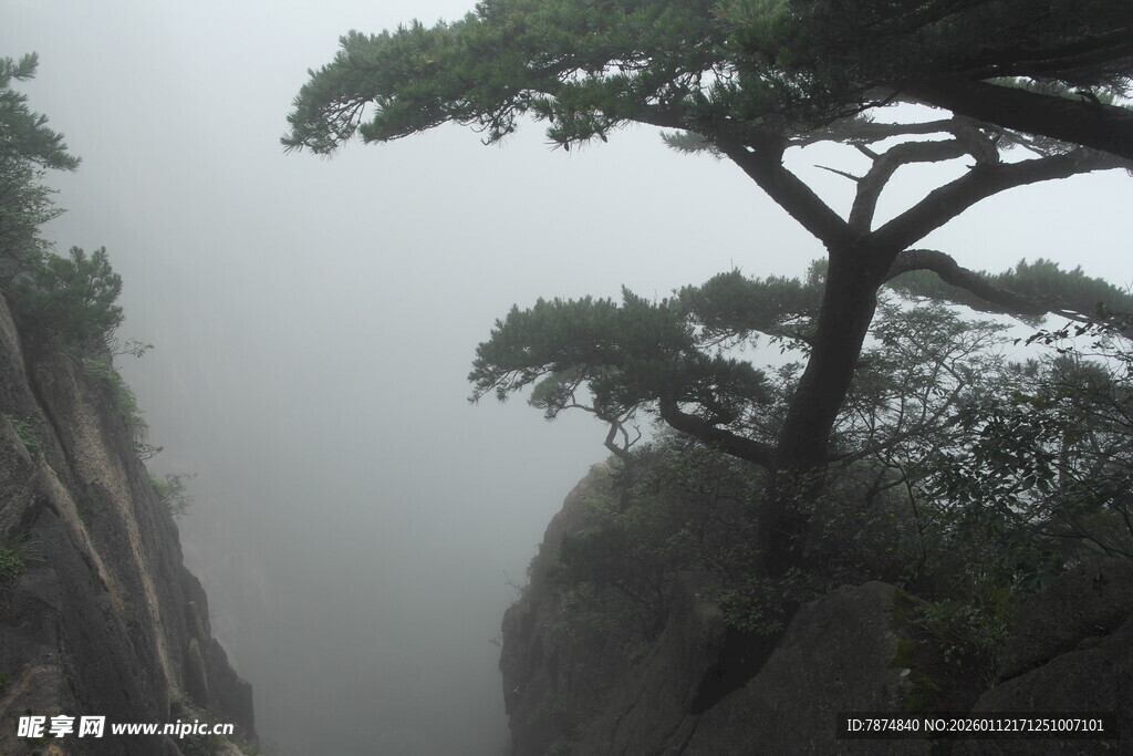 雾中孤松傲立悬崖