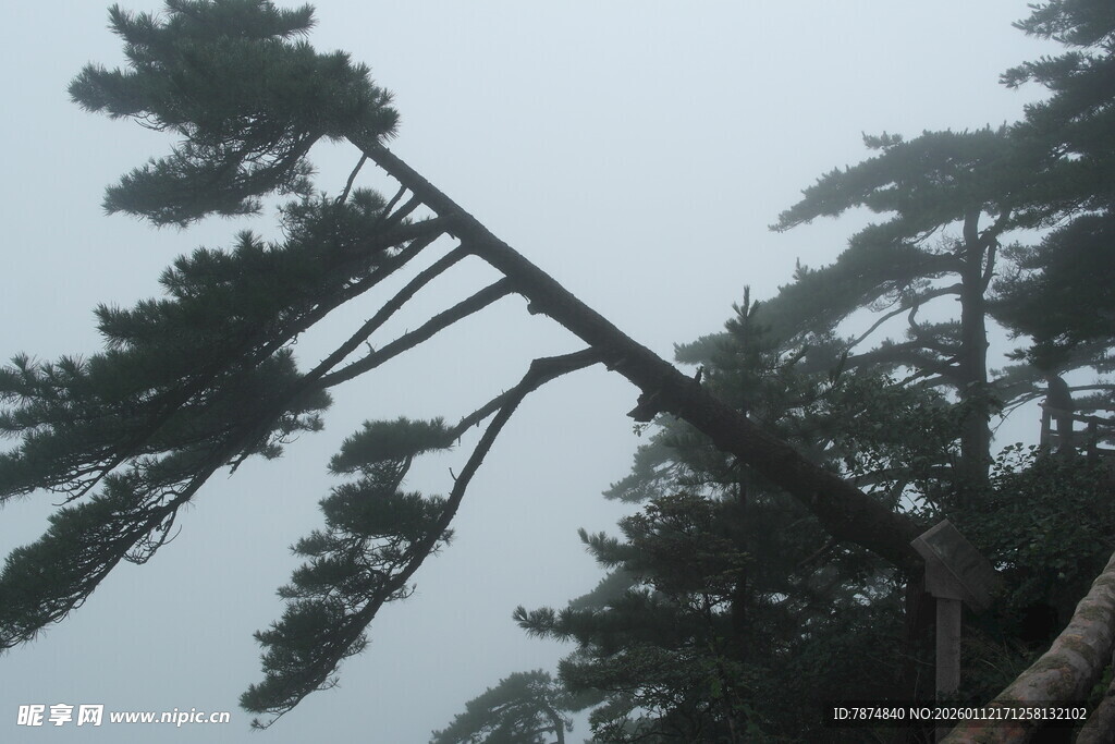 狂风中倾斜的树木