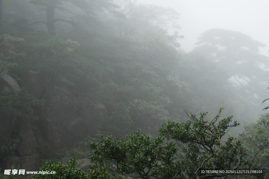 雾中山林绿意浓