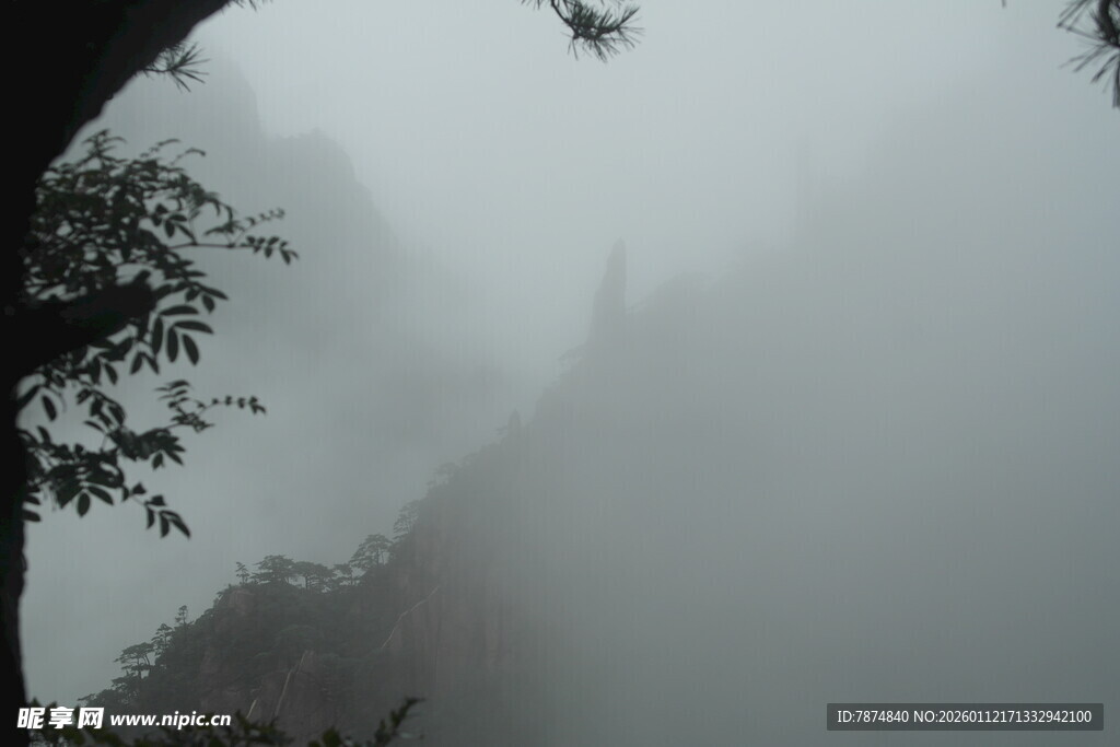 山间迷雾中的树木景致