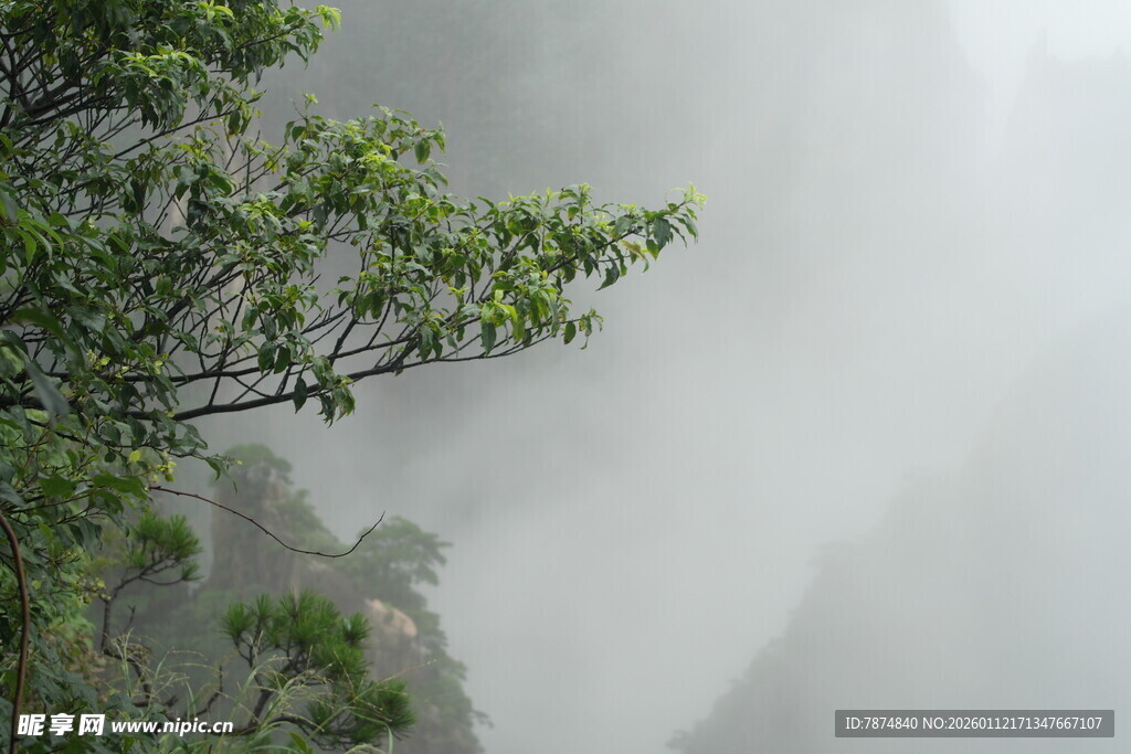 雾中青山绿树景致