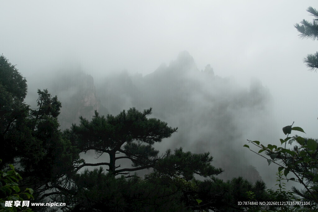 云雾缭绕的山林美景