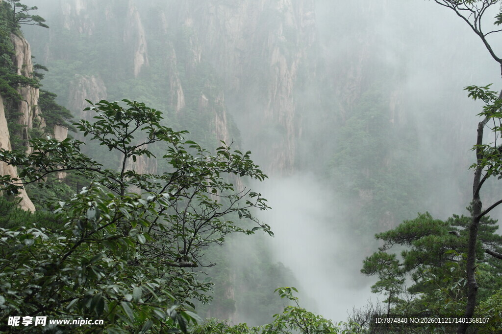 云雾缭绕的山林景观
