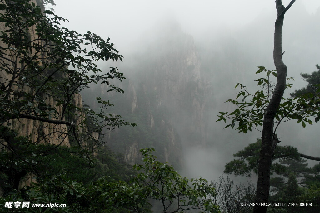 云雾缭绕的山林美景