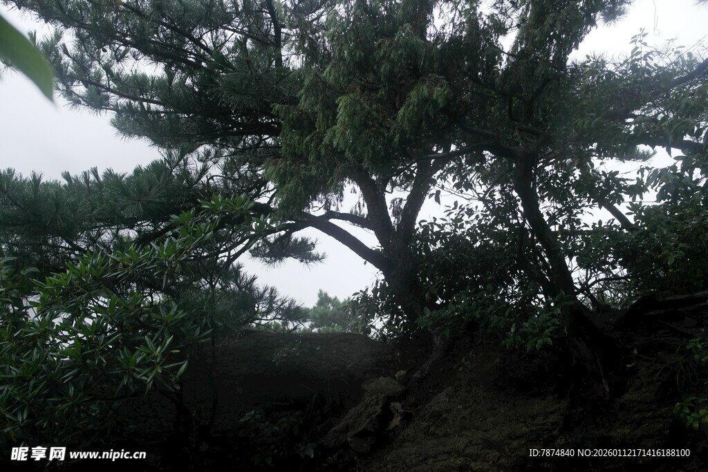 繁茂大树下的自然景致