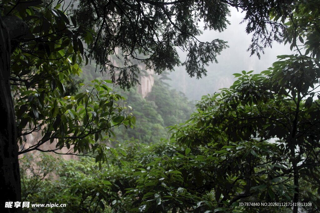 山林间云雾缭绕的绿意景致