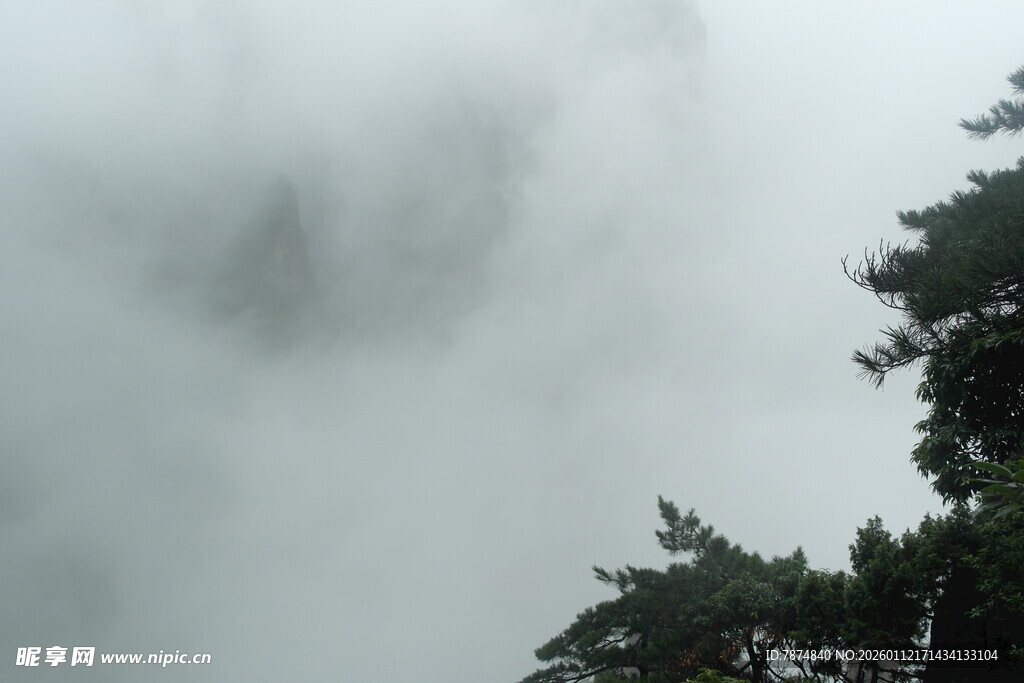 云雾缭绕中的树木景致