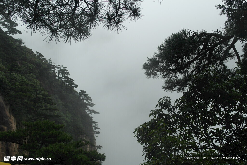 云雾缭绕的山林景致