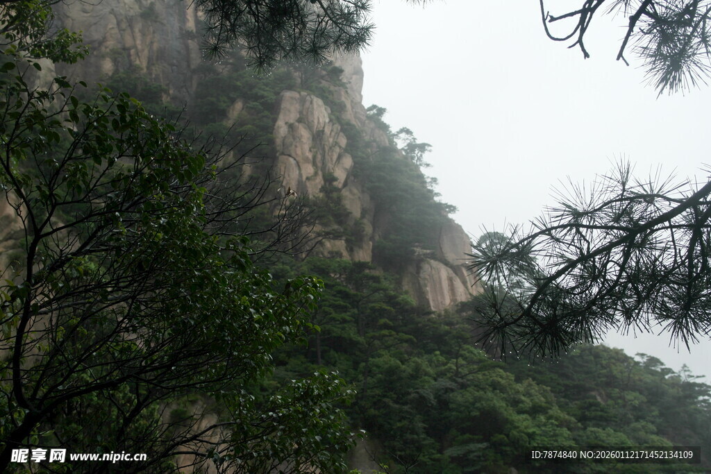 云雾缭绕的山林景色