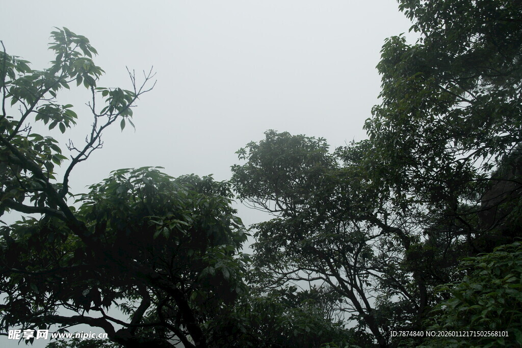 茂密树林中的树梢景象