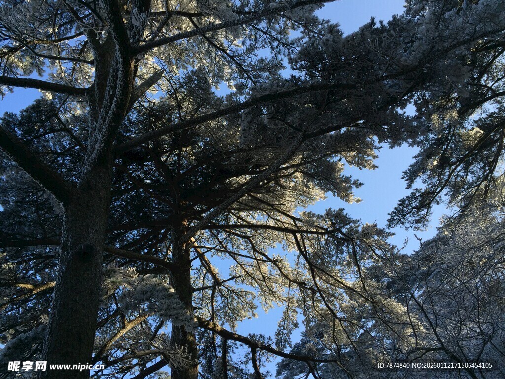 仰视林间松枝蓝天